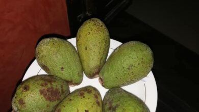 الافوكادو كنز غني بالعناصر والفيتامينات والمعادن المفيدة لصحه الانسان